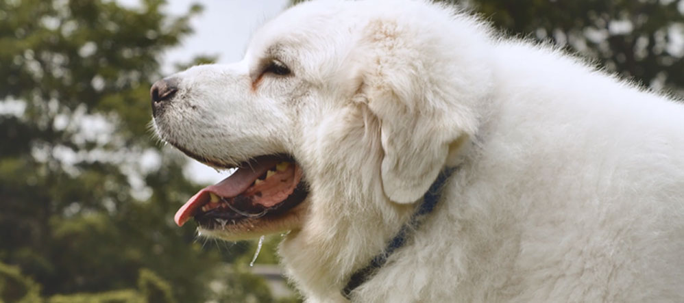 Great pyrenees sale invisible fence